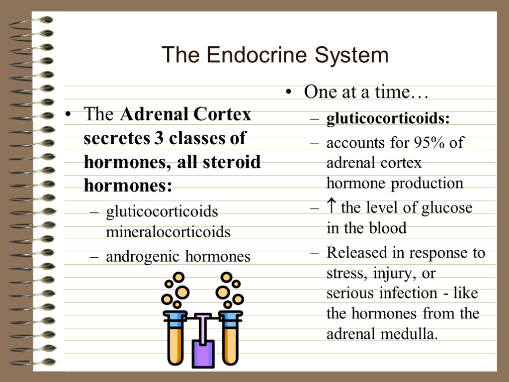 The Endocrine System Controls many body functions exerts